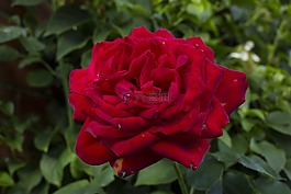 玫瑰,花,開花
