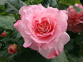 玫瑰,花園,夏季