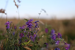 鮮花,野生,夏天