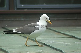 海鷗,人行道,鳥