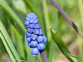 pärlhyacint,花卉,春天
