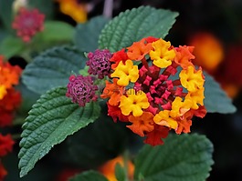 花,多彩,自然