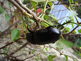 甲蟲,甲蟲，昆蟲,昆蟲
