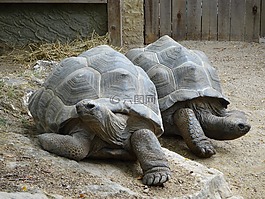 龜,休息,動物