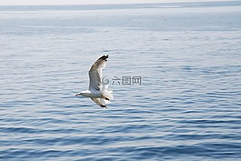 海,地中海,海鸥