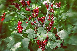 黑醋栗,莓果,蔬菜花園