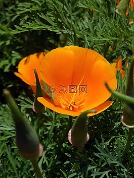 花,橙色,花瓣