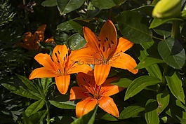 百合,花,花園
