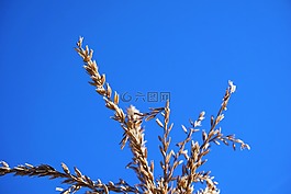 藍(lán)色的天空,小麥,藍(lán)色