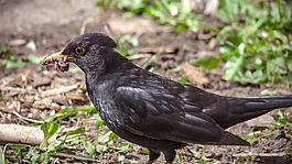 黑鳥,鳥,鳥類