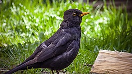 黑鳥,鳥,鳥類