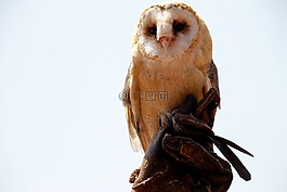 貓頭鷹,動物園,優(yōu)雅