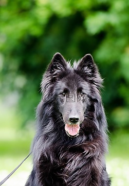 groendendael,比利時(shí)牧羊犬,德國每天指針