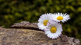 雛菊,鮮花,白