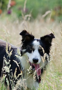 邊境牧羊犬,高草,夏季