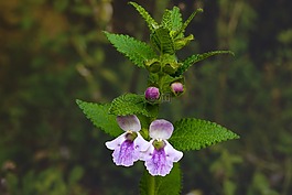 mélitte,melittis melissophyllum,檸檬膏野生