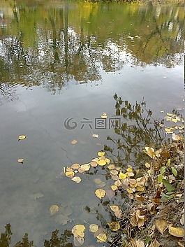 水,池塘,秋季
