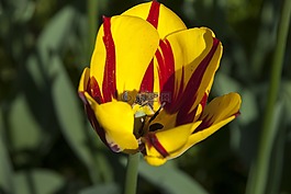 昆蟲(chóng),花,蜜蜂