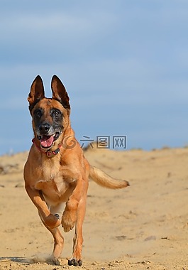 瑪利諾犬,沙,夏季