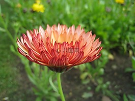 萬(wàn)壽菊,花園,橙色