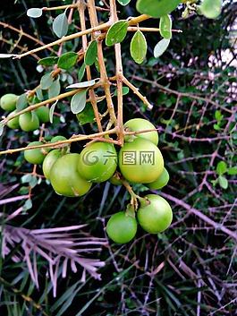 印度,頭皮屑,漿果