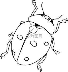 瓢蟲,甲蟲,甲蟲，昆蟲