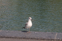 鴿子,湖,動物