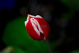 郁金香,春天,花