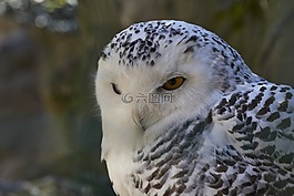 動物世界,鳥,性質(zhì)
