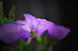 花,自然,植物區(qū)系