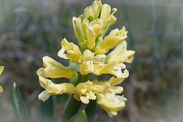 风信子,花,鲜花