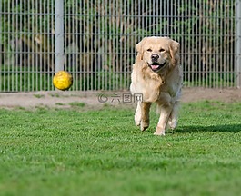 金毛猎犬,动物收容所,狗养恤金