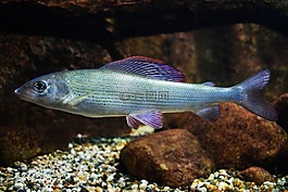 魚,海,水族館