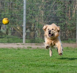 金毛猎犬,动物收容所,狗养恤金