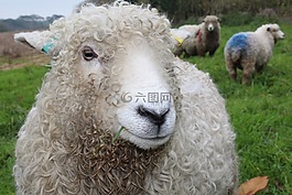 羊,牧場,羊毛