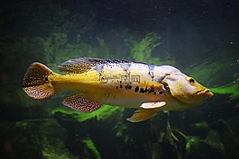 魚,海,水族館