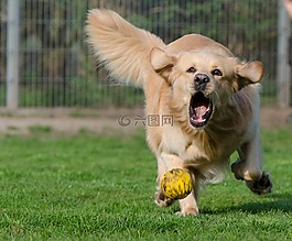 金毛猎犬,动物收容所,狗养恤金