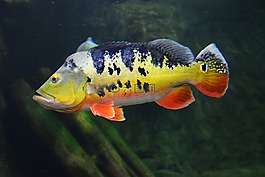 魚,海,水族館