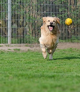 金毛猎犬,动物收容所,狗养恤金