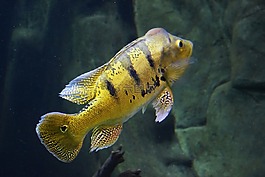 魚,海,水族館