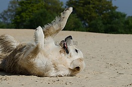 海灘,獵犬,甜