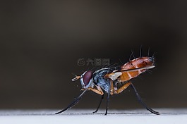 特寫,昆蟲,飛