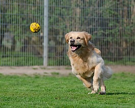 金毛猎犬,动物收容所,狗养恤金
