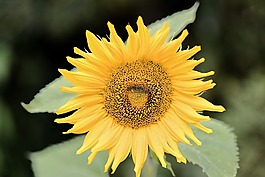 性質(zhì),廠,太陽花