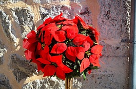 安排,blumenstock,馬洛卡