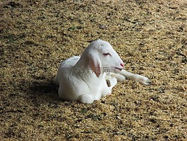 動物,山羊,性質(zhì)