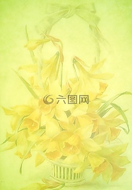 春天,黃水仙,黃色