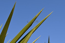 帶動,棕櫚,關(guān)閉