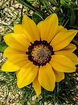 花,黃色,花園