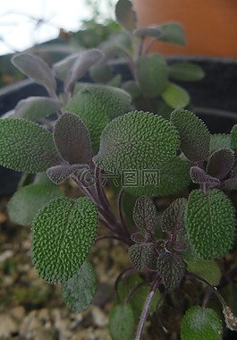紫色,圣人,植物